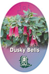 Native fuchsia (Correa 'Dusky Bells')