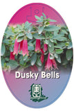 Native fuchsia (Correa 'Dusky Bells')