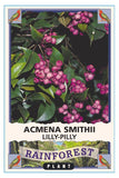 Lilly Pilly (Acmena smithii)