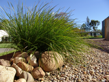 Lomandra 'Tanika'