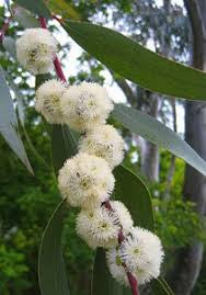 Snow Gum (Eucalyptus pauciflora)