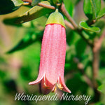 Native fuchsia (Correa 'Dusky Bells')