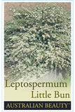 Dwarf Tea Tree (Leptospermum 'Little Bun')
