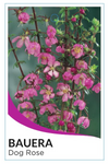 Dog Rose - Pink (Bauera rubioides)