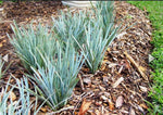 Lomandra 'Blue Ridge'