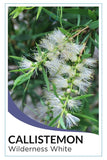 White Weeping Bottlebrush (Callistemon viminalis 'Wilderness White')