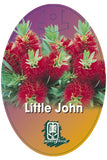 Callistemon viminalis 'Little John'