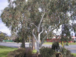 Snow Gum (Eucalyptus pauciflora)