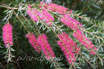 Callistemon 'Candy Pink'