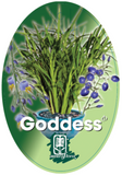 Dianella 'Goddess'