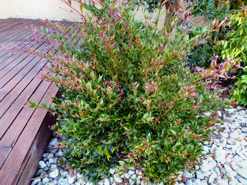 Lilly Pilly (Acmena smithii)