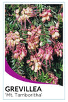 Grevillea 'Mt Tamboritha'