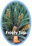 Lomandra 'Frosty Top'