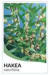 Hakea salicifolia - Willow Leaved Hakea