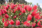 Callistemon demense 'Rowena'