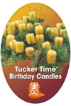 Banksia 'Birthday Candles'