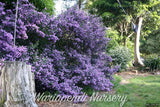 Oval leaf Mint Bush (Prostanthera ovalifolia)