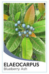 Blueberry Ash (Elaeocarpus reticulatus)