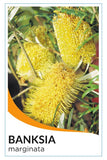 Banksia marginata - Silver Banksia