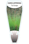 Tall Sedge (Carex appressa)