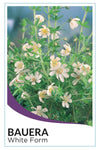 Dog Rose - White (Bauera rubioides)