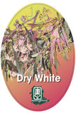 Dwarf River Peppermint (Eucalyptus Dry White)