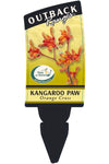 Orange Kangaroo Paw (Anigozanthos 'Orange Cross')
