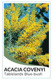 Blue Bush - Wattle (Acacia covenyi)