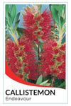 Callistemon citrinus 'Endeavour'