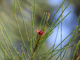 Black She Oak (Allocasuarina littoralis)