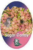 Callistemon sieberi 'Sugar Candy'