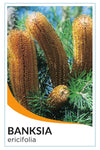 Heath Banksia (Banksia ericifolia)