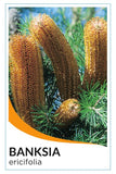 Heath Banksia (Banksia ericifolia)