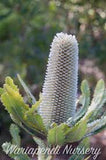 Old man Banksia (Banksia serrata)