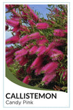 Callistemon 'Candy Pink'