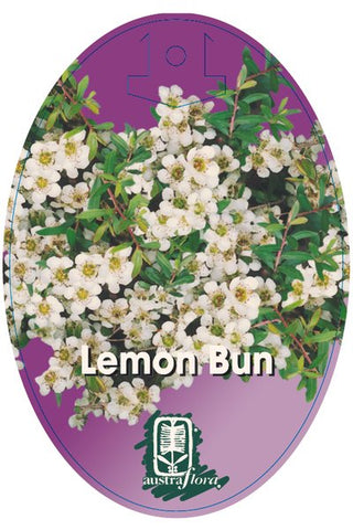 Dwarf River Tea Tree (Leptospermum 'Lemon Bun')