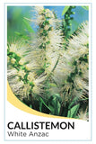 Callistemon citrinus 'White Anzac'