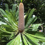 Old man Banksia (Banksia serrata)