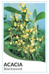 Blackwood - Wattle (Acacia Melanoxylon)