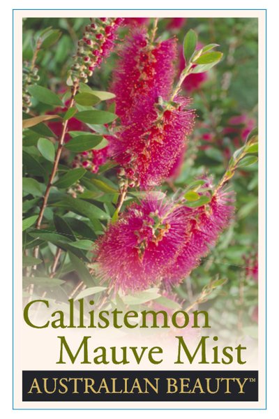 Mauve Bottlebrush (Callistemon 'Mauve Mist') – Wariapendi Native Nursery