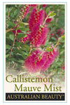 Mauve Bottlebrush (Callistemon 'Mauve Mist')