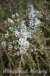 Dwarf Jelly Bush (Leptospermum polygalifolium 'Cardwell')