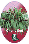 Flax-lily (Dianella tasmanica 'Cherry Red')