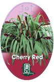 Flax-lily (Dianella tasmanica 'Cherry Red')