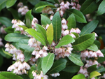 Pink flowered Blueberry Ash (Elaeocarpus 'Prima Donna')