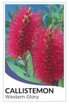 Red Bottlebrush (Callistemon 'Western Glory')