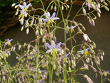 Dianella 'Goddess'