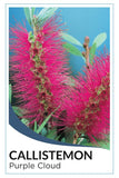 Violet Bottlebrush  (Callistemon 'Purple Cloud')