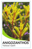 Yellow Kangaroo Paw (Anigozanthos 'Yellow Gem')