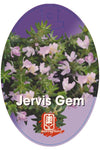 Coastal Rosemary (Westringia fruticosa 'Jervis Gem')
